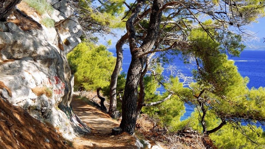 Why Regeneration Works So Well Here